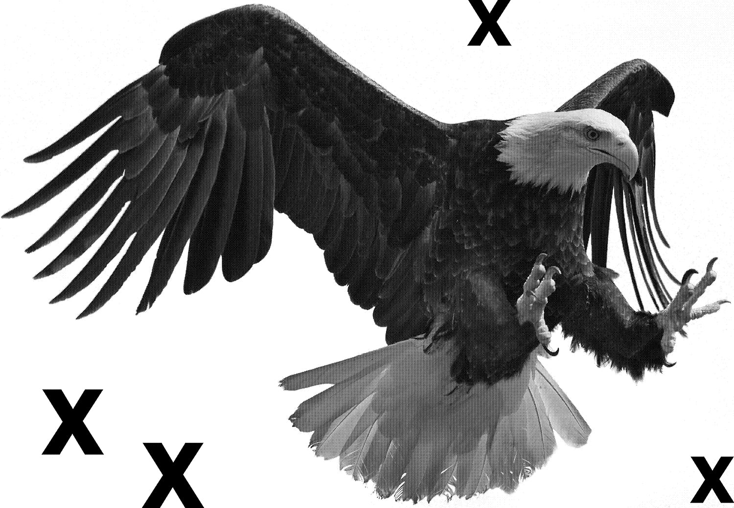 High Detail Airbrush stencil HD stencils Bald eagle in flight - Predator bird-